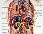 1959 French Dictionary Page Human Anatomy Thorax Abdomen Head