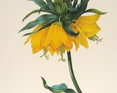 Fritillaire Imperiale Yellow 1981 Large Vintage Flower Book Plate