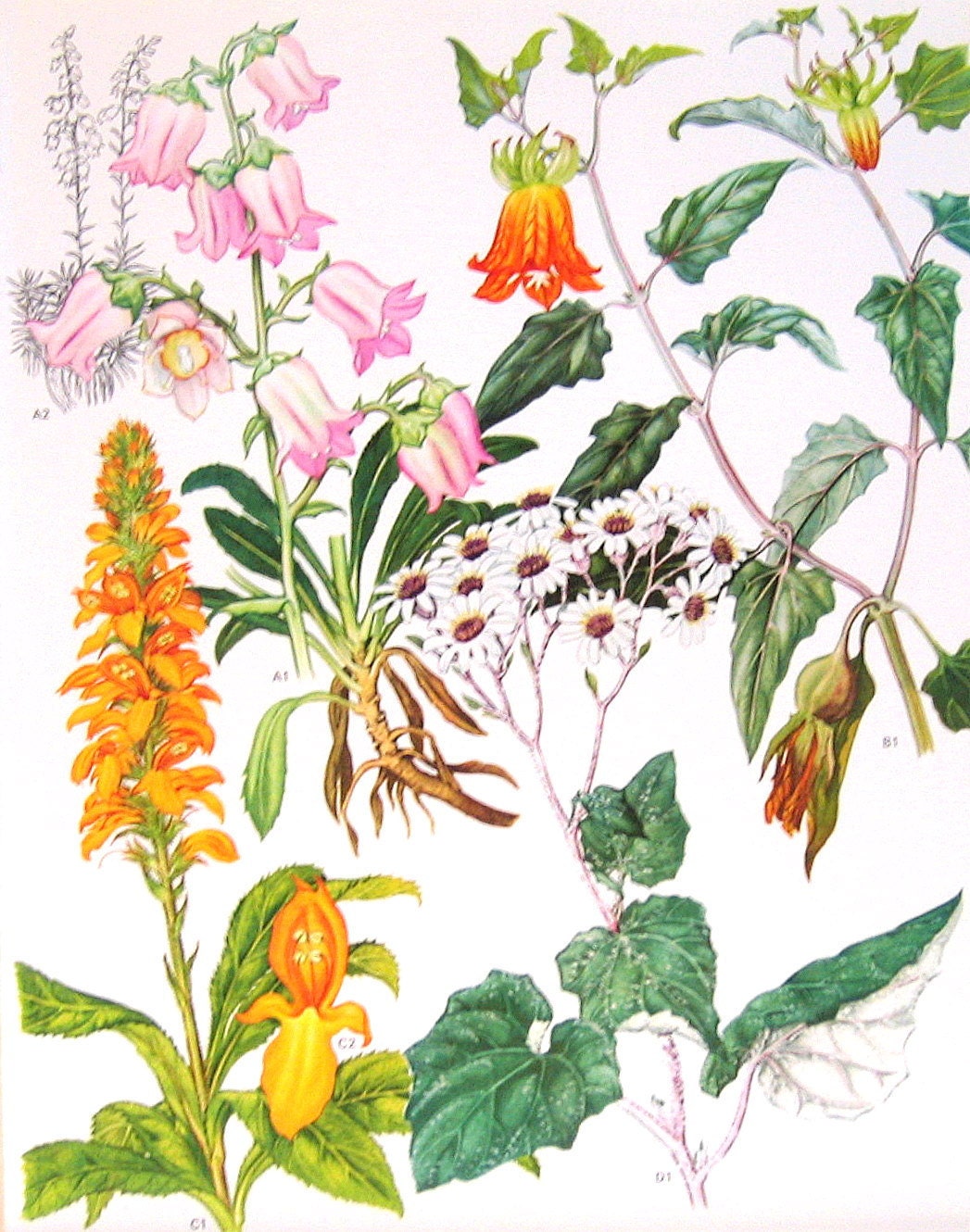 Vintage 1970 Mediterranean Flowers Book Plate Canary Foxglove, Mato Blanco p43