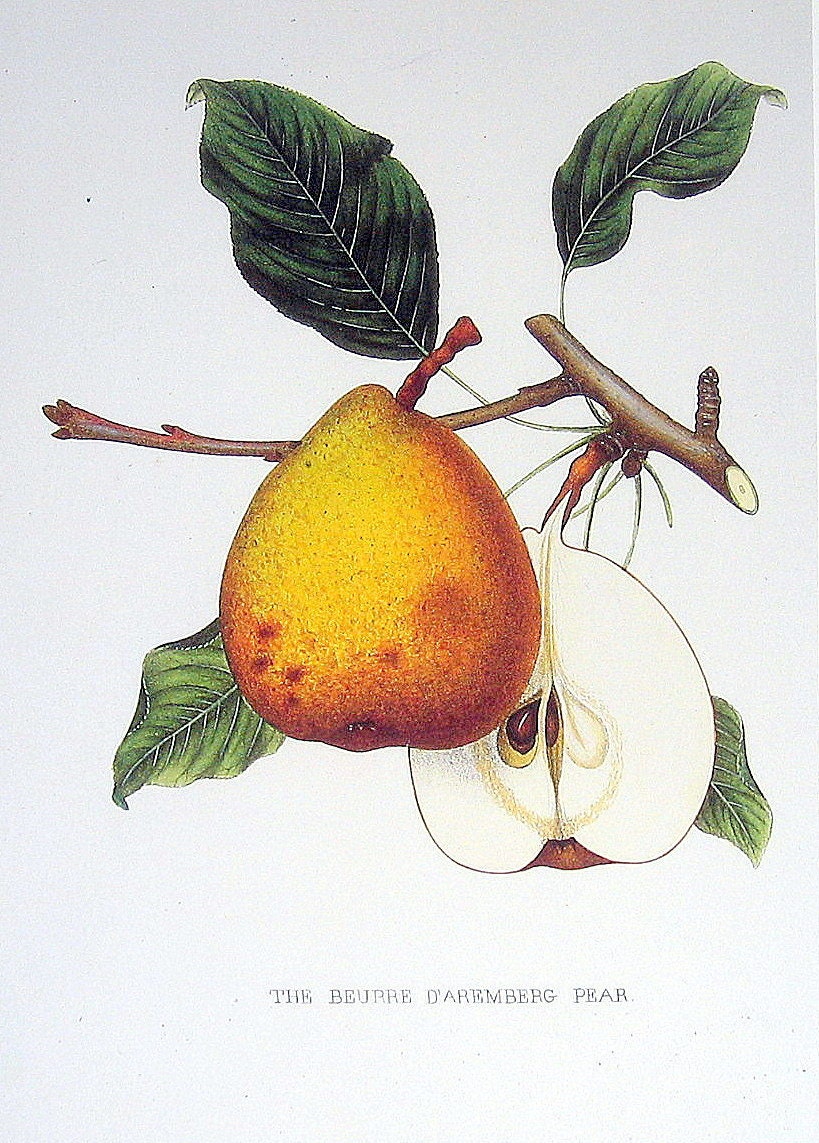 Buerre d' Aremberg Pear 1984 Vintage Book Plate