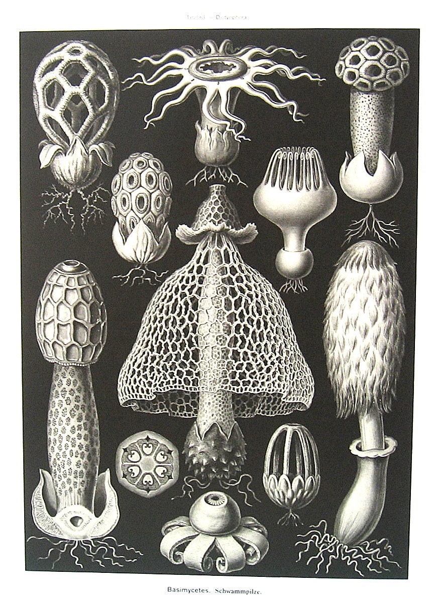 Fungi and Siphonales Haeckel Art 1990 Vintage Book Plate P63