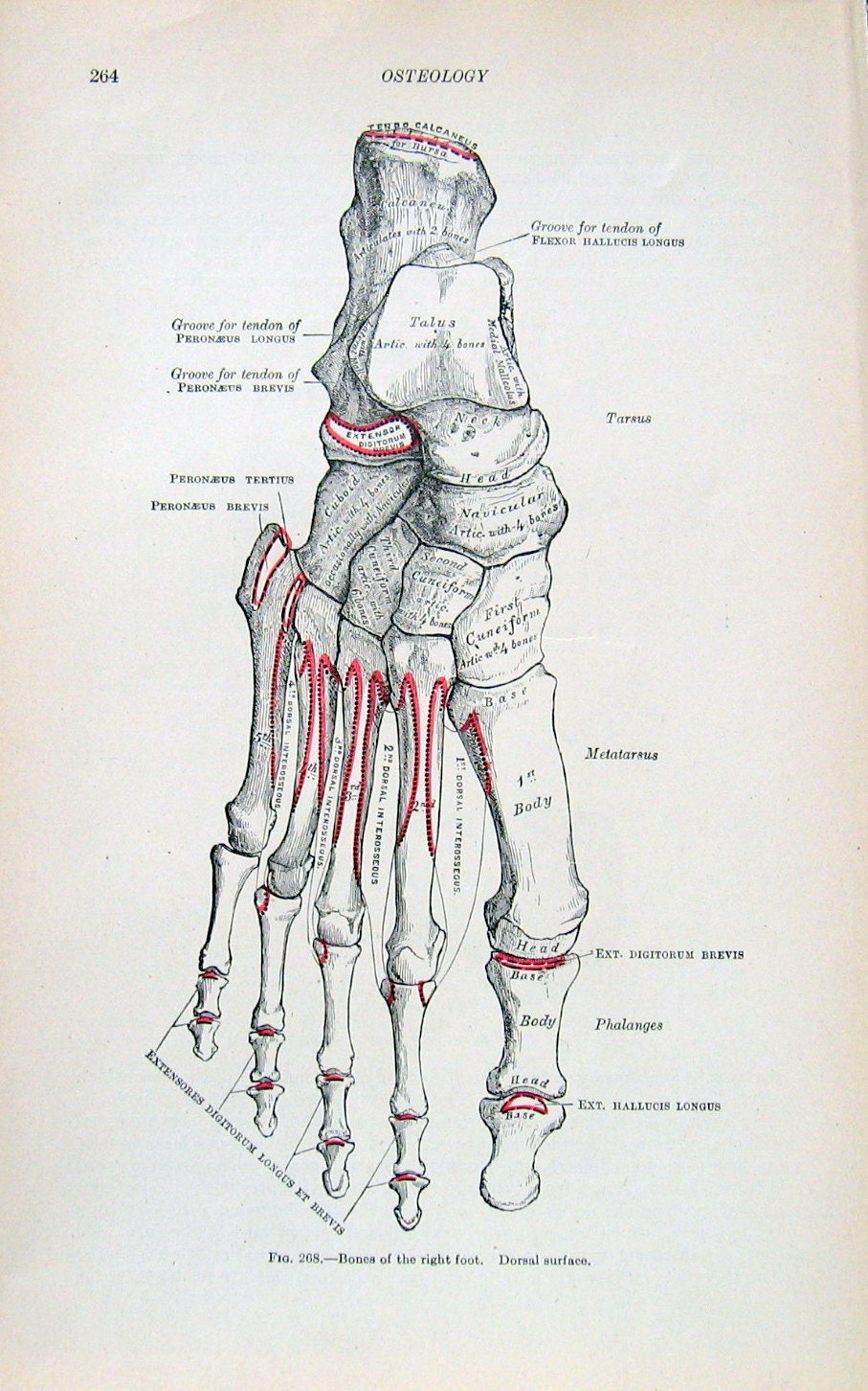 1918 Human Anatomy Illustration Osteology and The Tarsus