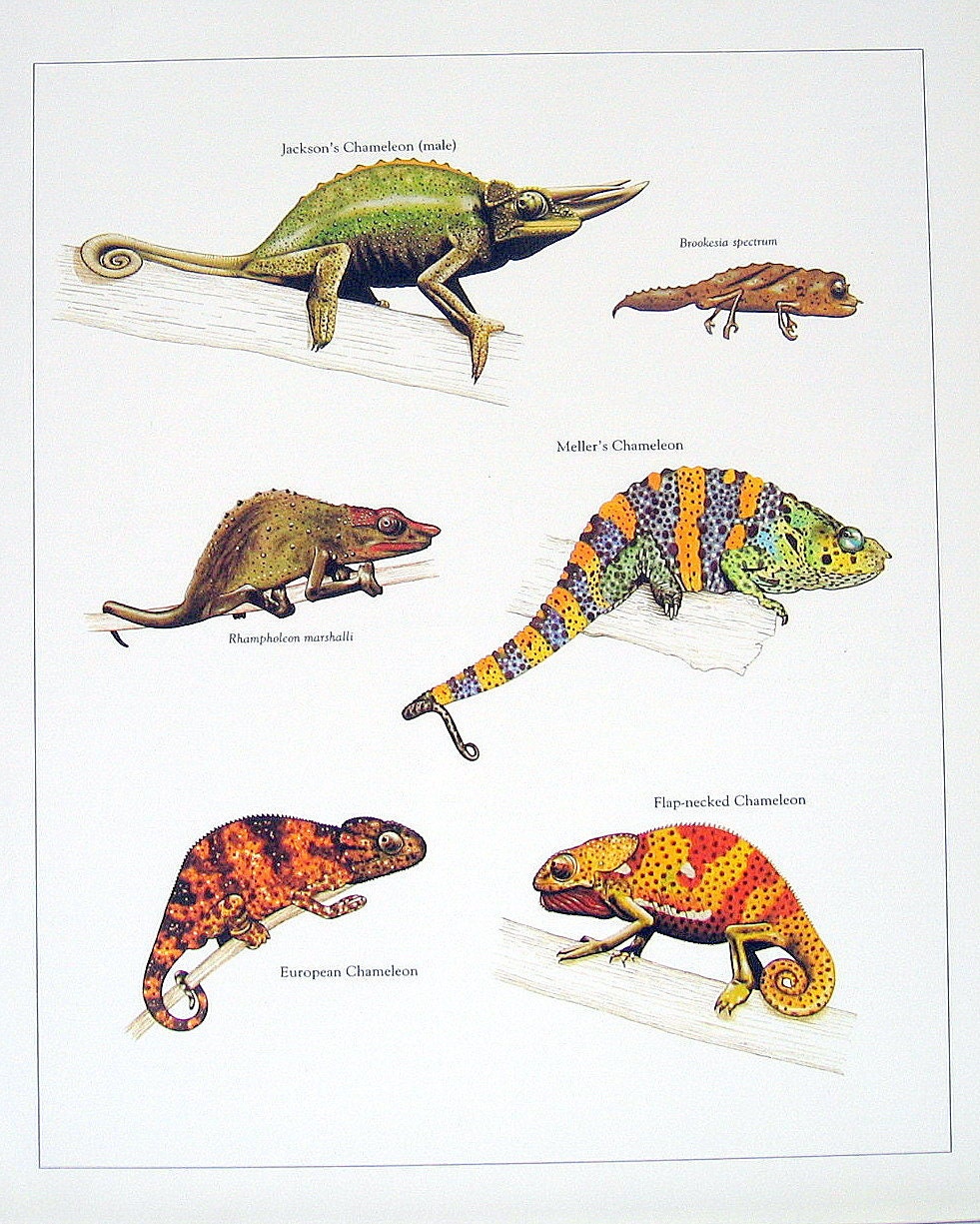 Reptiles Book