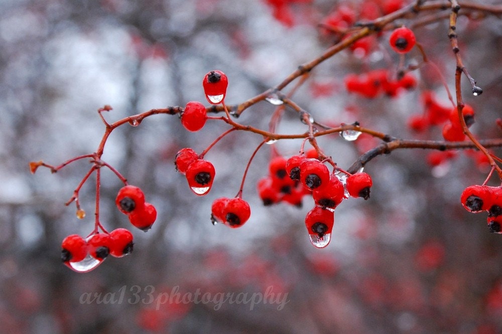 Nature Picture, Black, Grey, Autumn, Fall, Winter, Red Berries, Tree, Cold - 4x6 inch Photograph -Winter Berries