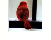 Bird Photo, Red, Nature Picture, Animal Photograph, Grey, Black, White, Winter - 5x5 inch Print matted to 8x10 inches-Cardinal in The Snow