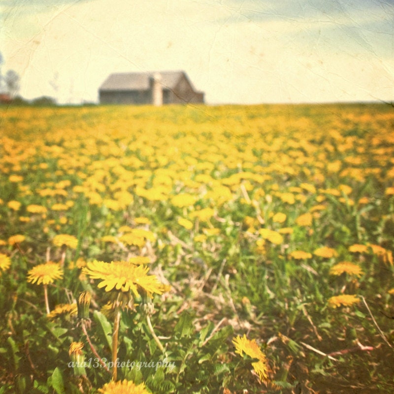 50% OFF SALE- Nature Photograph, Landscape Photo, Rustic Picture, Barn, Dandelions, Yellow- 5x5 inch Print - It Was All a Sunny Daydream - ara133photography