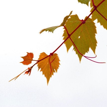 25% OFF SALE Fall Photo -Autumn Vines - 5x5 Inch Photo -  Fine Art Photograph Print of beautiful grape vines in fall - ara133photography
