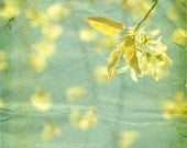 Whimsical Photo, Nature Photography, Flower Picture, Minimalist,  Yellow ,Teal, Green, 8x8 inch Print -Fantine