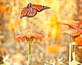 50% OFF SALE- Butterfly Photograph, Nature Photo, Animal Picture, Insect, Monarch, Summer,  Orange, Yellow, Amber - 5x5 inch Print- Linger