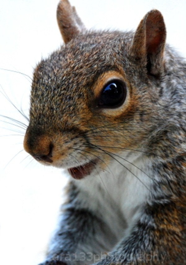 Squirrel Photography, Animal Photograph, Cute,  Nature Picture, Brown, Grey, White, Winter, Woodland, 5x7 inch Pint - Say Cheese