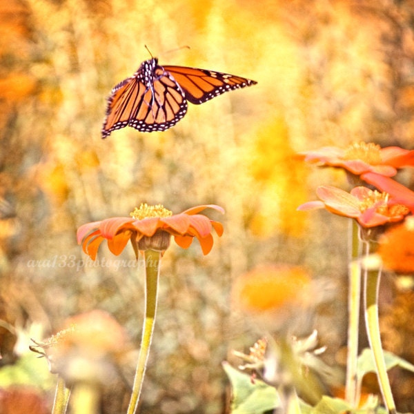 50% OFF SALE- Butterfly Photograph, Nature Photo, Animal Picture, Insect, Monarch, Summer, Orange, Yellow, Amber - 5x5 inch Print- Linger