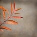 Nature Photograph, Orange, Grey, Minimalist, Still Life Picture, Leaves, Branches - 8x8 inch Print - Botanique