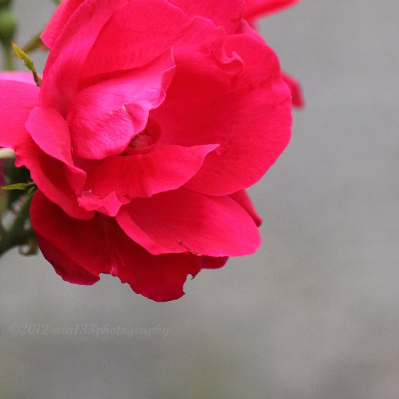 50% OFF SALE- Flower Photograph, Modern Wall Decor, Bright Pink Neon, Grey, Nature, Still Life Photo, - 5x5 inch Photograph -Bliss