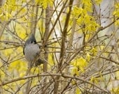 Tufted Titmouse in Forsinthia - Photo Greeting Card