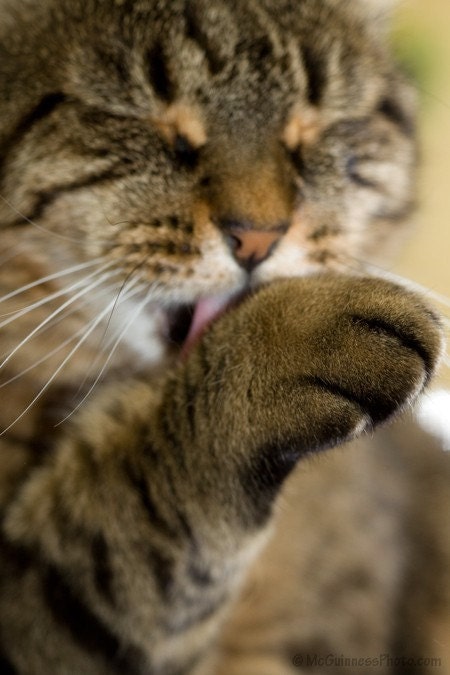 Be Purr-fect - Photo Greeting Card