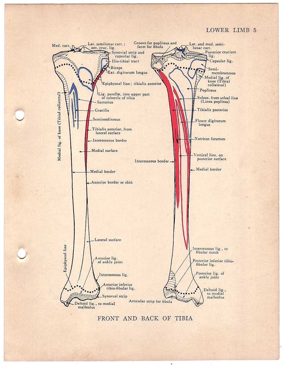 1937 Vintage TIBIA Anatomy Illustration by sushipotvintage