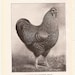 1910 Vintage GOLDEN WYANDOTTE Poultry Illustrations - Set of 2 Illustrations