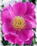 Pink Peony Handmade Shea Body Butter 4 oz