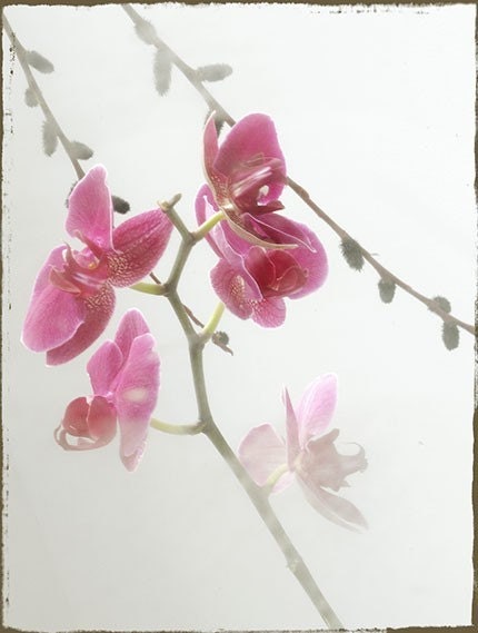Magenta Orchid Photograph, Asian Style Still Life, Floral Art Print, Flower Wall Decor