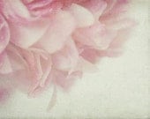 Ethereal  Peony  Photograph, Shabby Chic Wall Decor, Floral Art Print of  Pink Peony Petals, Still Life