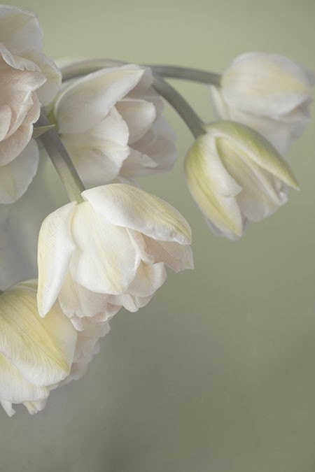 Yellow Tulip Still Life Photograph, Flower  Wall Decor, Shabby Chic  Frenh Country, Botanical Art