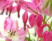 Bleeding Hearts Card,  Valentine Card, Blank Card, Fine Art Greeting Card, Pink