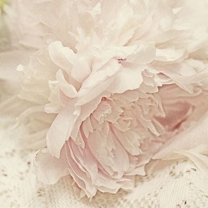 Peony Photograph, Floral Art Print, Shabby Chic Wall Decor, French Country, Monochromatic Pink