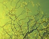 Sky Photograph, Winter Sun, Gold Wall Decor,  Tree, Nature Photography, Corkscrew Willow