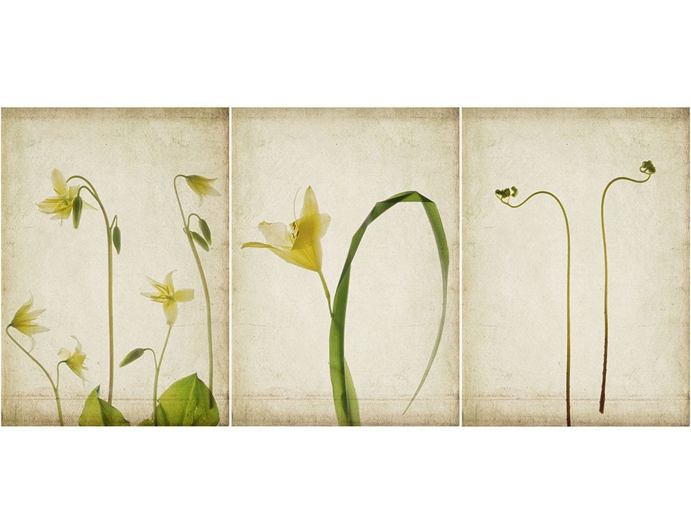 Botanical Art Prints, Scanner Art Triptych ,  Fern, Lily Wall Decor, Flower Photography