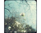 TTV Photograph, Magnolia Photo, Turquoise, White, Shabby Chic Wall Art, Nature Photography Fine Art Print