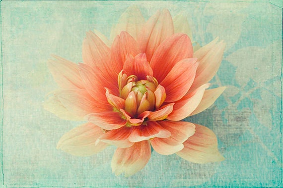 Dahlia Photograph, Coral on Mint, Soft Focus, French Country Home, Flower Photography, Floral Art Wall Decor