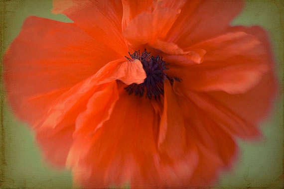Red Poppy Photograph, Botanical, Floral  Wall Art, Summer Decor, Garden Photograph, Flower Photography