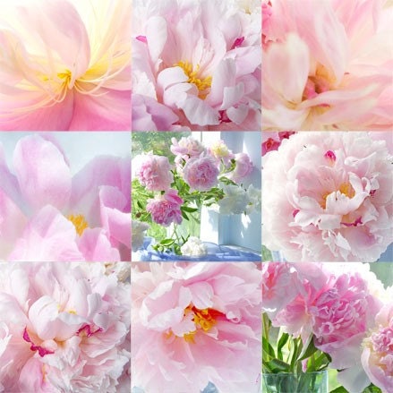 Peony Photographic, Mosaic of Still Life Photos, Pink Wall Decor, Flower Photograph
