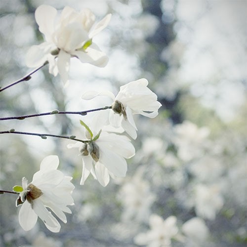 Star Magnolia Photograph, Shabby Chic  Wall Decor, Soft Floral Art Print, White Flower Nature Photograph - JudyStalus