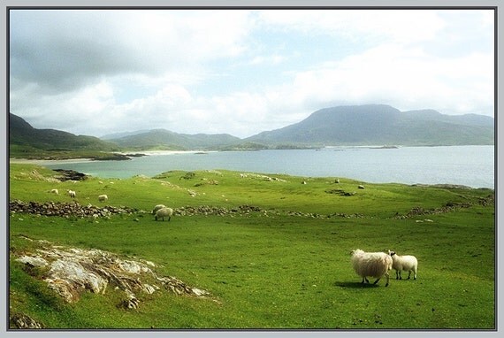 Ireland Photograph , Sheep Grazing on an Irish Beach, Summer   Landscape Wall Decor