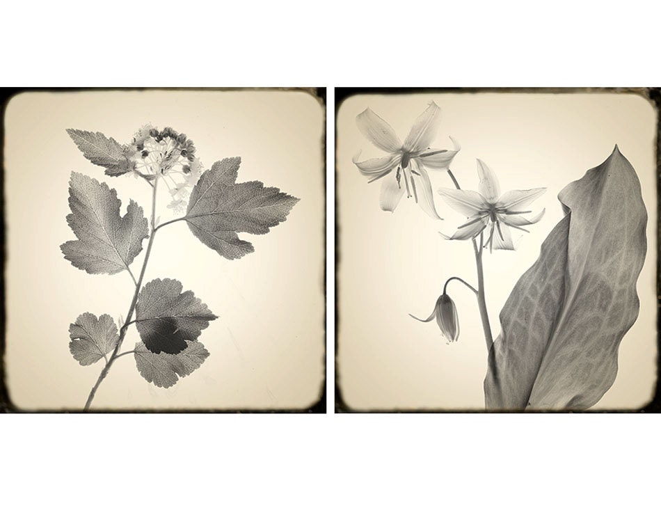Sepia Botanical Art Prints, Monochromatic Wall Decor, Scanned Flowers and Foliage, Shabby Chic Home