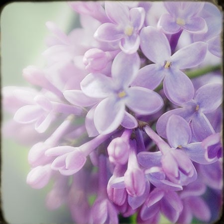 Lilac Photograph, Purple Flower Still Life Photography, Floral Art Print, Lilac Wall Decor