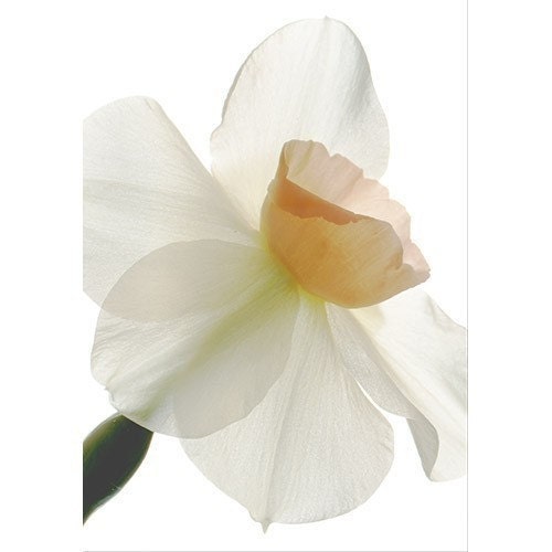 Pink Daffodil Card, Mother's Day Card, Scanned Flower, Botanical Print, Blank Card