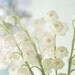 Lily of the Valley Photograpy , Flower Wall Decor, Flower Photography, Floral Art Print, Still Life