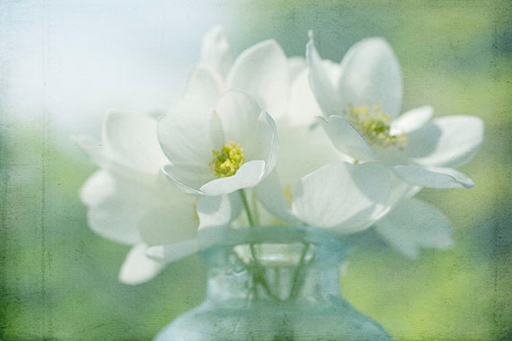 White Flower Photograph Still Life, Floral Art Print of Spring Anemone, Soft, Sunlit, Ethereal Wall Decor