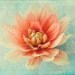 Dahlia Photograph, Coral on Mint, Soft Focus, French Country Home, Flower Photography, Floral Art Wall Decor