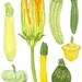 Summer Squash -  6 greeting cards