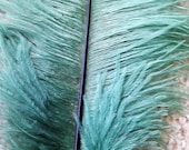 22" Tall Pearl Green Wide Plume- Great for Millinery, Hair Decoration, Hats and More