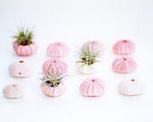 Urchin : Air plant