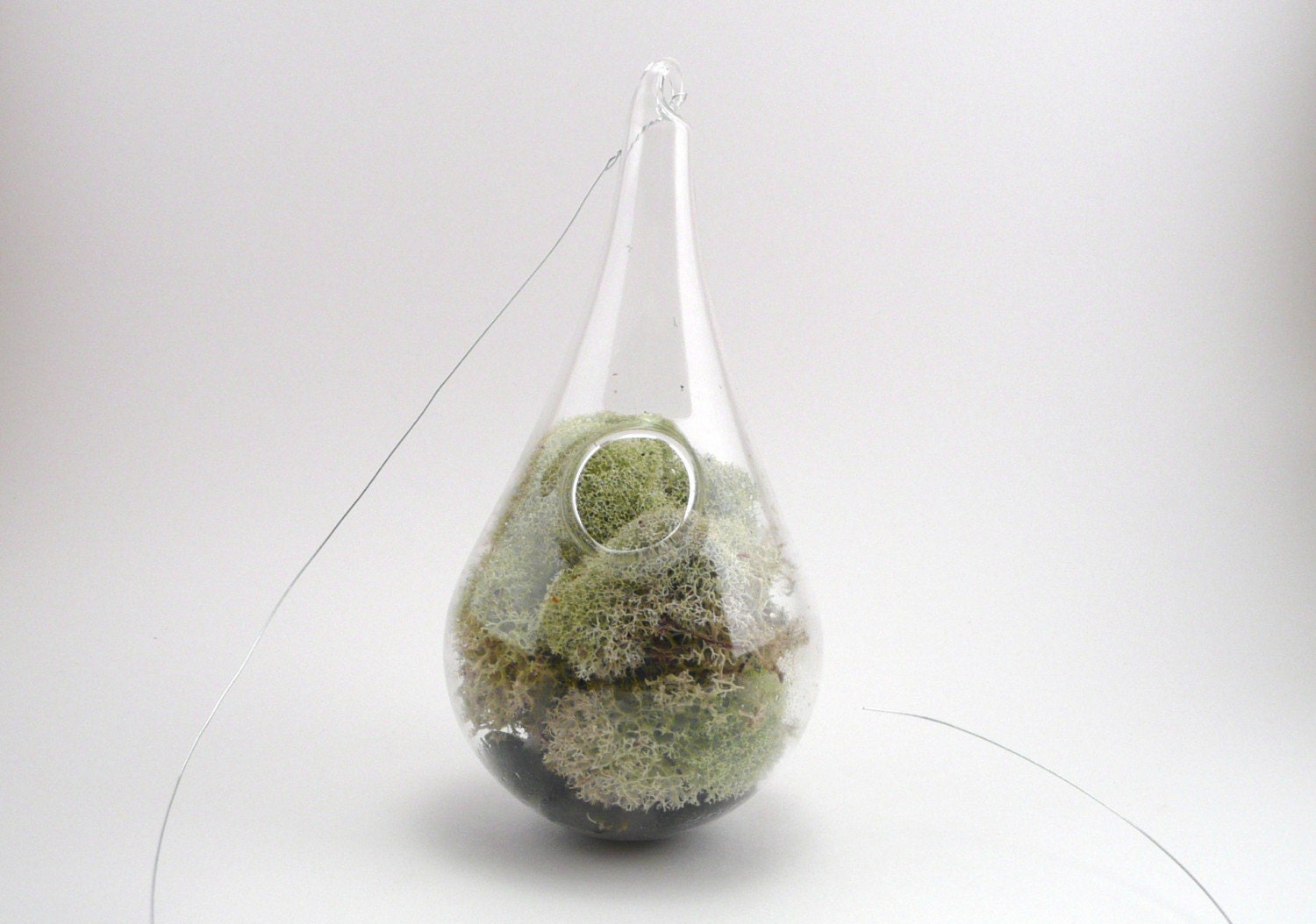 Reindeer moss hanging terrarium