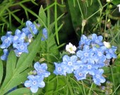 FORGET ME NOT, MYOSOTIS SYLVATICA ORGANIC SEEDS