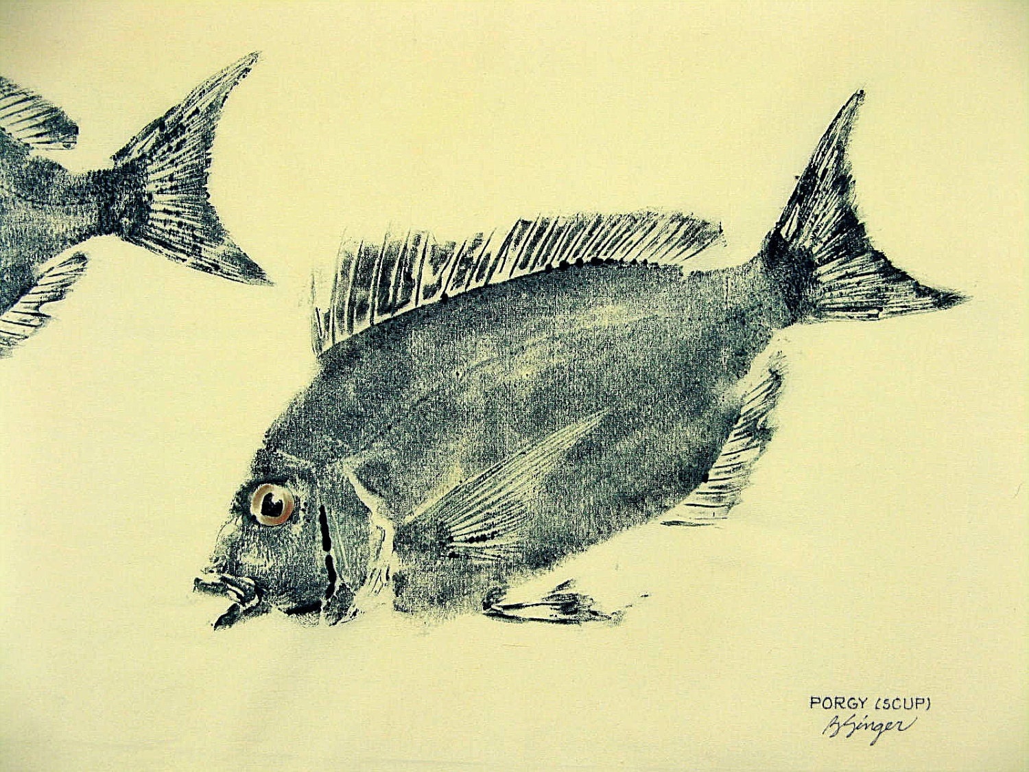 Porgy or Scup Fish Art rubbing GYOTAKU original on cloth