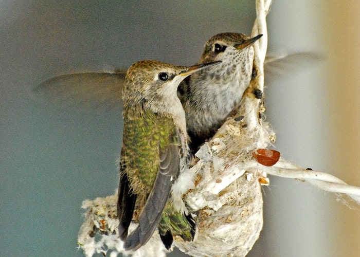 hummingbirds learning to fly ACEO art card metallic photography Free Shipping
