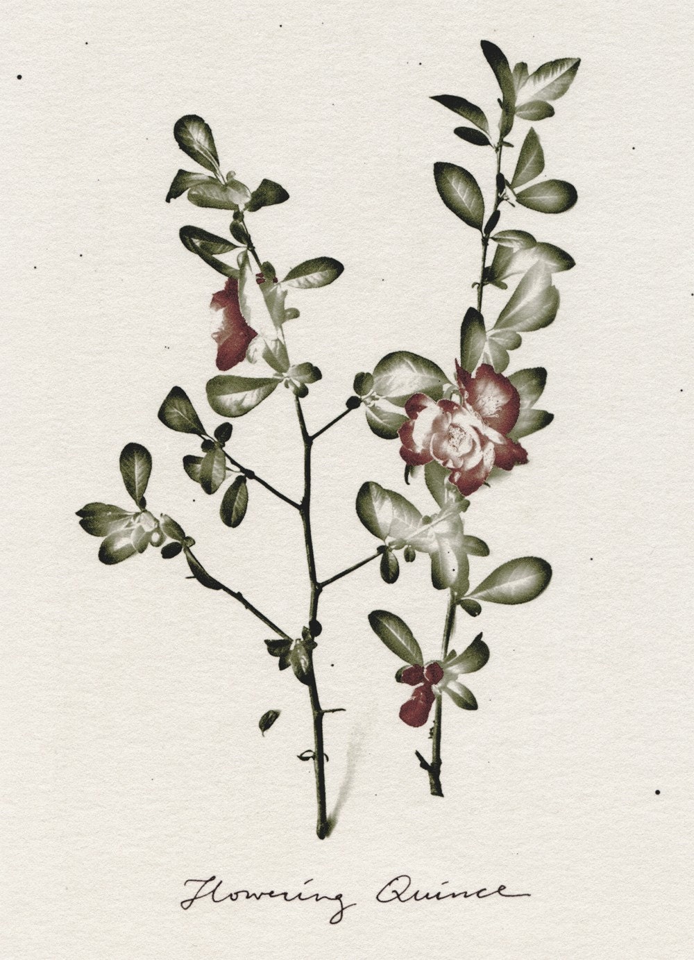 Flowering Quince (Open Edition Print)