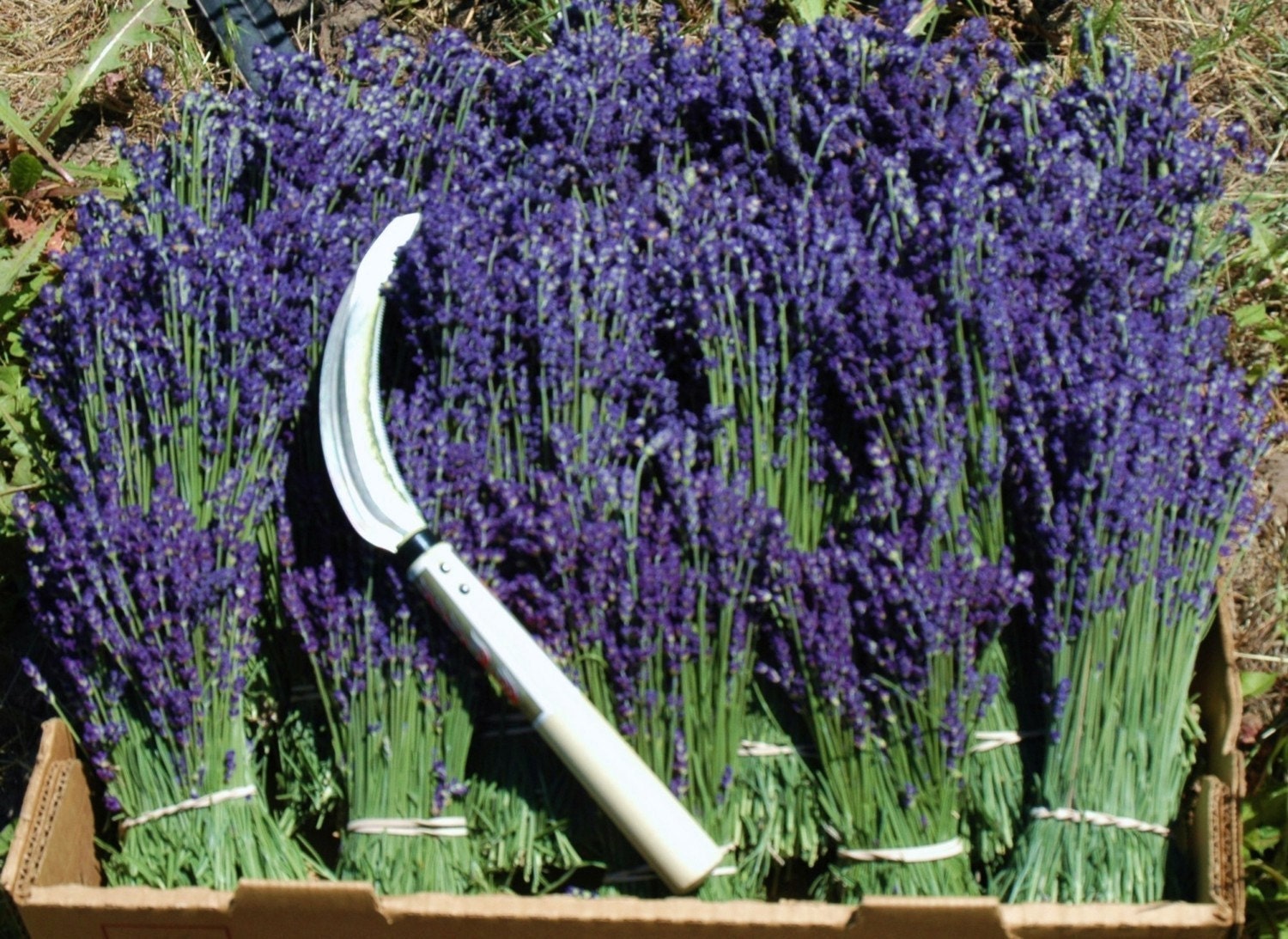 Organically Grown  Lavender Plant